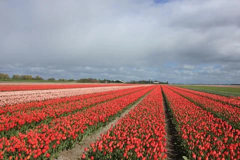 Tulips in a field Stock Photos