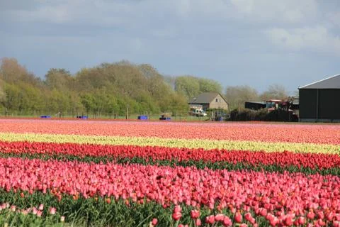 Tulips in a field Stock Photos