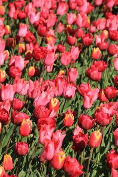 Tulips in a field Foto stock