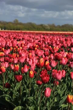 Tulips in a field Stock Photos