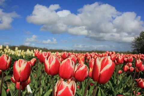 Tulips in a field Stock Photos