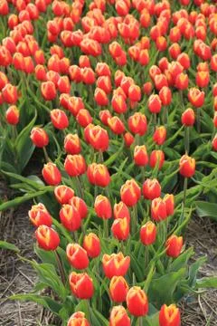 Tulips in a field Stock Photos