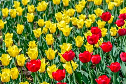 Tulips field Stock Photos