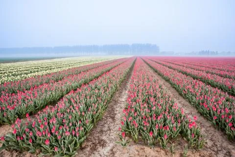 Tulips on the field Stock Photos