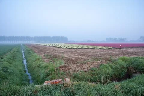 Tulips on the field Stock Photos