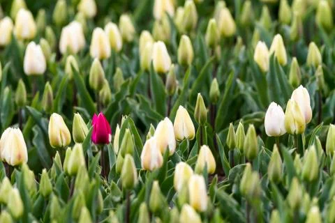 Tulips on the field Stock Photos