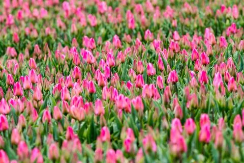 Tulips on the field Stock Photos