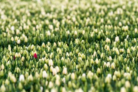 Tulips on the field Stock Photos