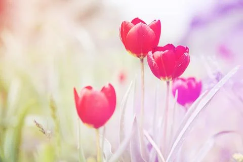 Tulips in field Stock Photos
