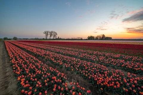Tulips on the field Stock Photos