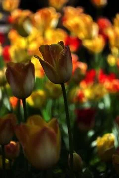 Tulips in a field. Stock Photos