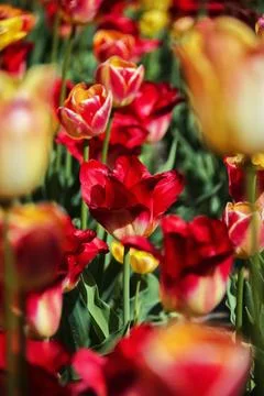 Tulips in a field. Stock Photos