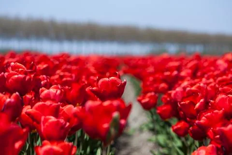 Tulips in a field in spring Free Stock Photos