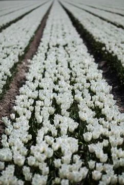 Tulips in a field in spring Free Stock Photos