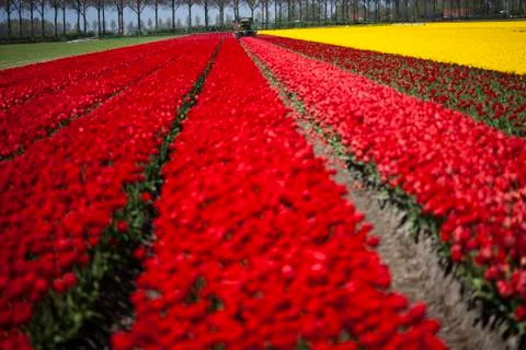Tulips in a field in spring Free Stock Photos