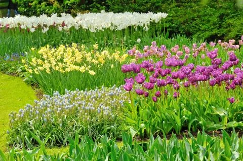 Tulips on field in spring time Stock Photos