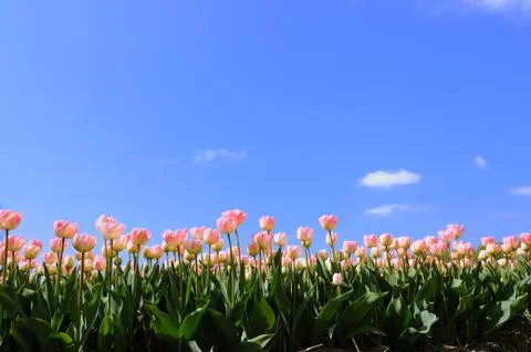 Tulips in the fields Stock Photos