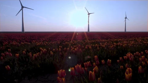 Tulips fields on sunset with windmils in the Netherlands Vídeos de archivo 106683901