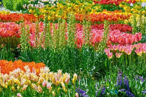 Tulips Flower Bed Stock Photos