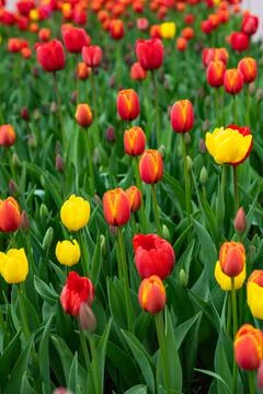 Tulips in the flower bed Stock Photos