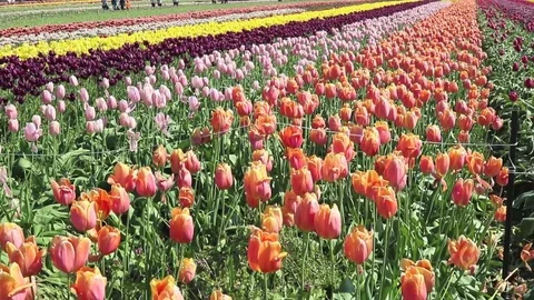 Tulips flower field Stock Footage 89882651