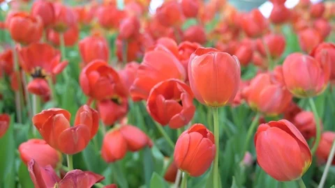 Tulips flower Stock Footage
