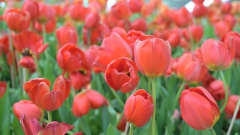 Tulips flower in the garden. Stock Footage 106923771