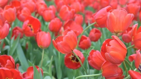 Tulips flower in the garden. Stock Footage 106923886