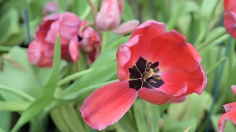 Tulips flower in the garden. Stock Footage 106924853