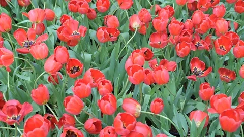 Tulips flower in the garden. Stock Footage 106925206