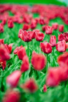 Tulips in the flower garden. Stock Photos