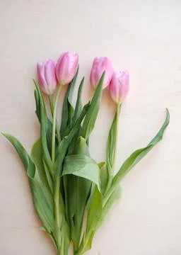 Tulips flower Stock Photos