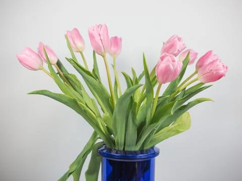 Tulips flower Foto stock