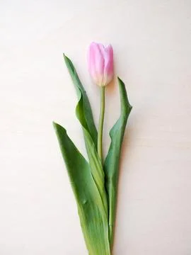 Tulips flower Foto stock