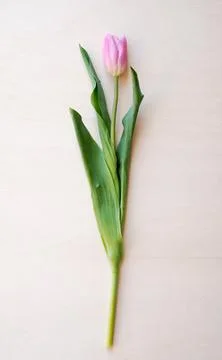 Tulips flower Stock Photos