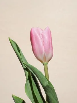 Tulips flower Foto stock