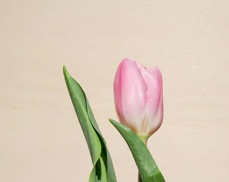 Tulips flower Stock Photos