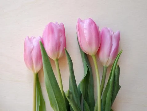Tulips flower Stock Photos