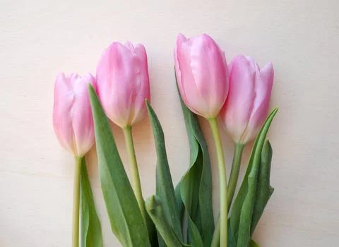 Tulips flower Stock Photos