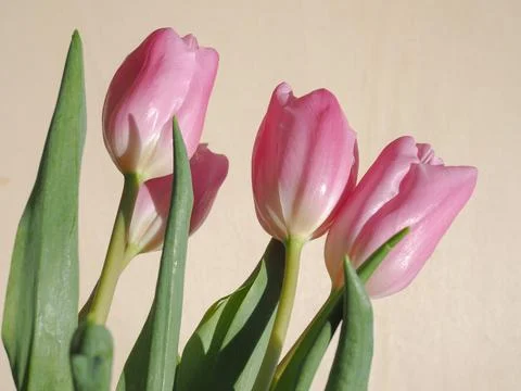 Tulips flower Stock Photos