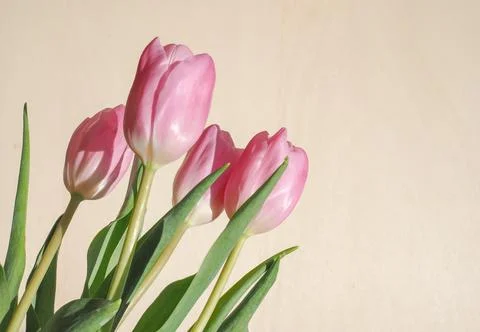 Tulips flower Foto stock
