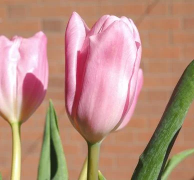 Tulips flower Foto stock