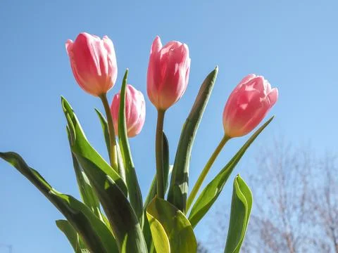 Tulips flower Foto stock