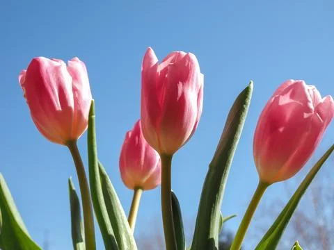Tulips flower Stock Photos