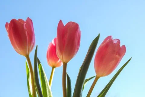 Tulips flower Fotos Stock