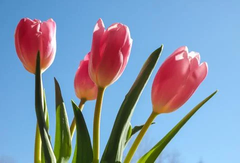 Tulips flower Stock Photos
