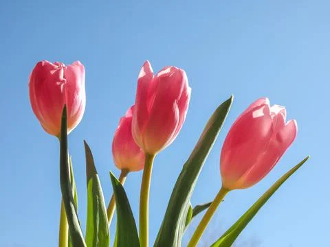 Tulips flower Foto stock