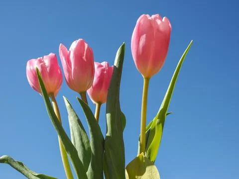 Tulips flower Stock-Fotos