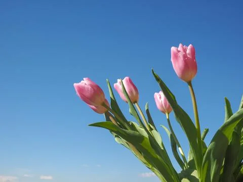 Tulips flower Stock Photos