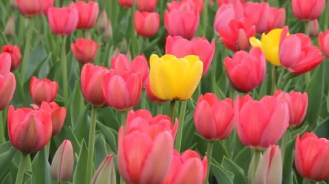 Tulips on the flowerbed Stock Footage 44787394